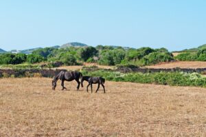 menorca landscape