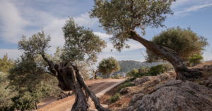 Mallorca landscape