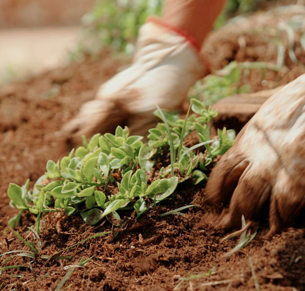 restoration son veri vestige