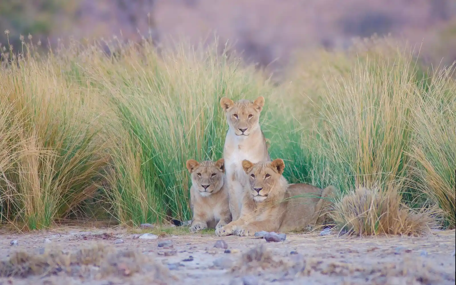 namibia lions