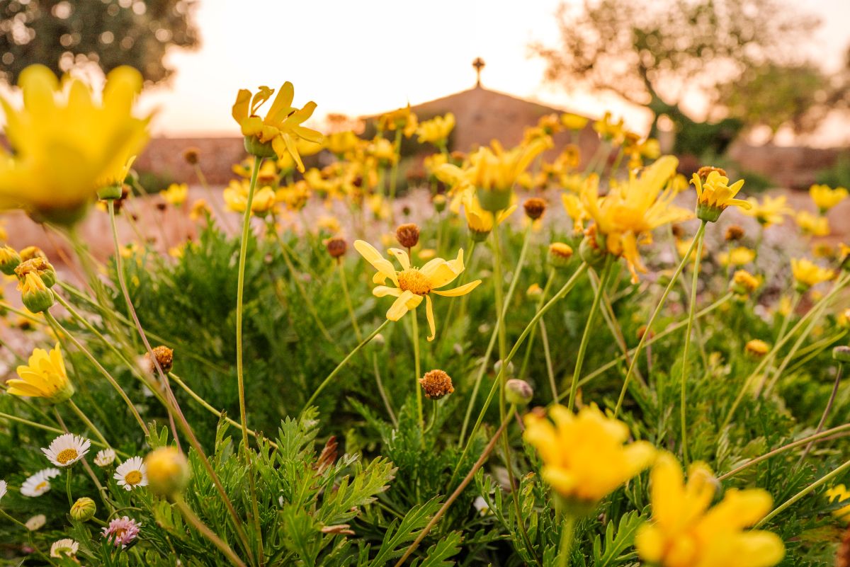 land vestige collection