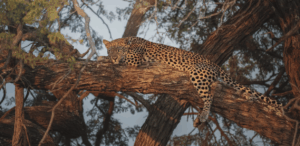 namibia animal