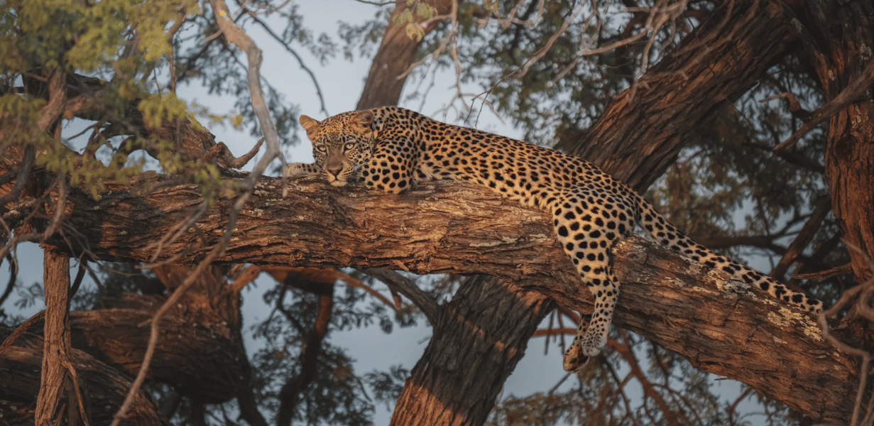 namibia animal