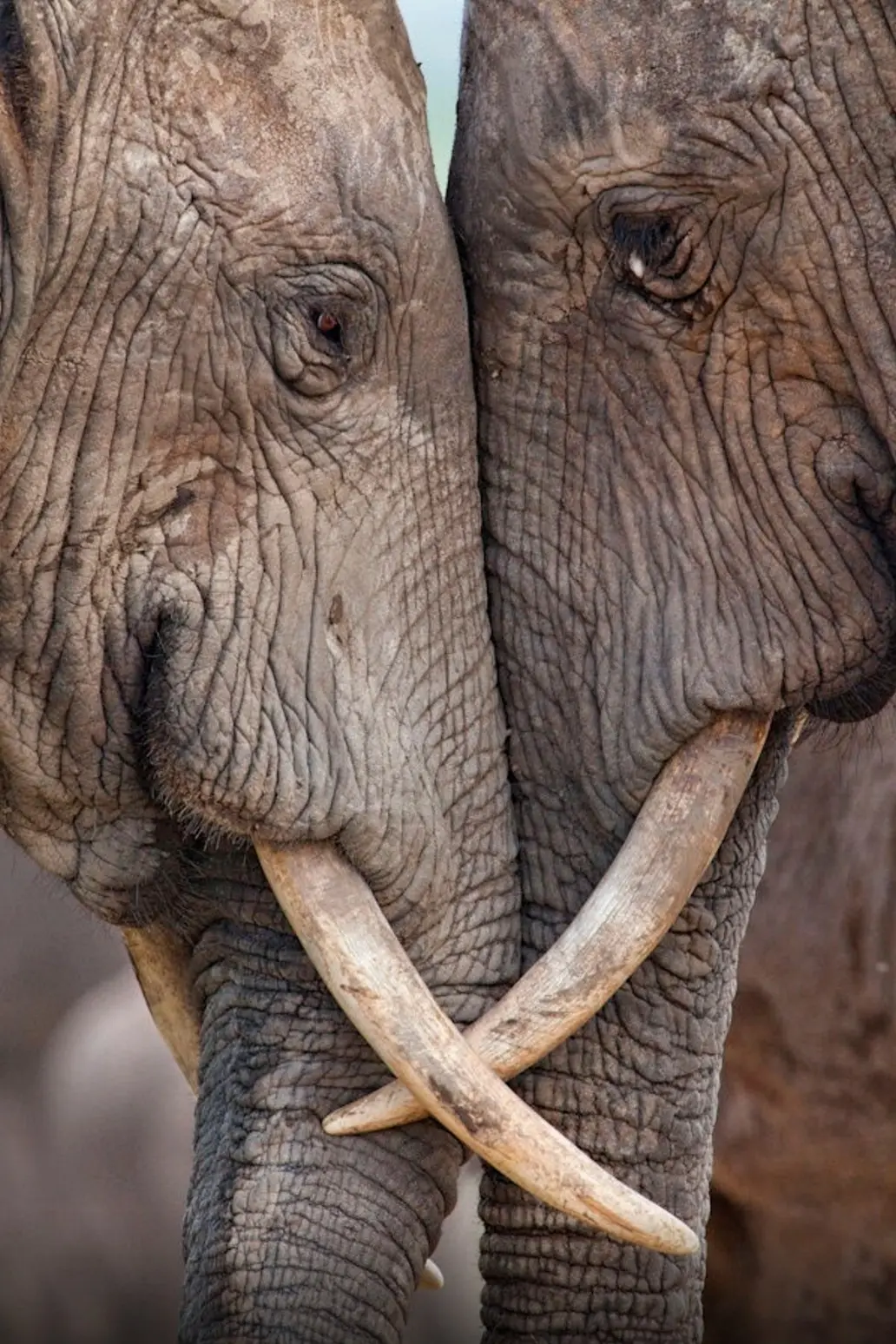 Elephant Face Off