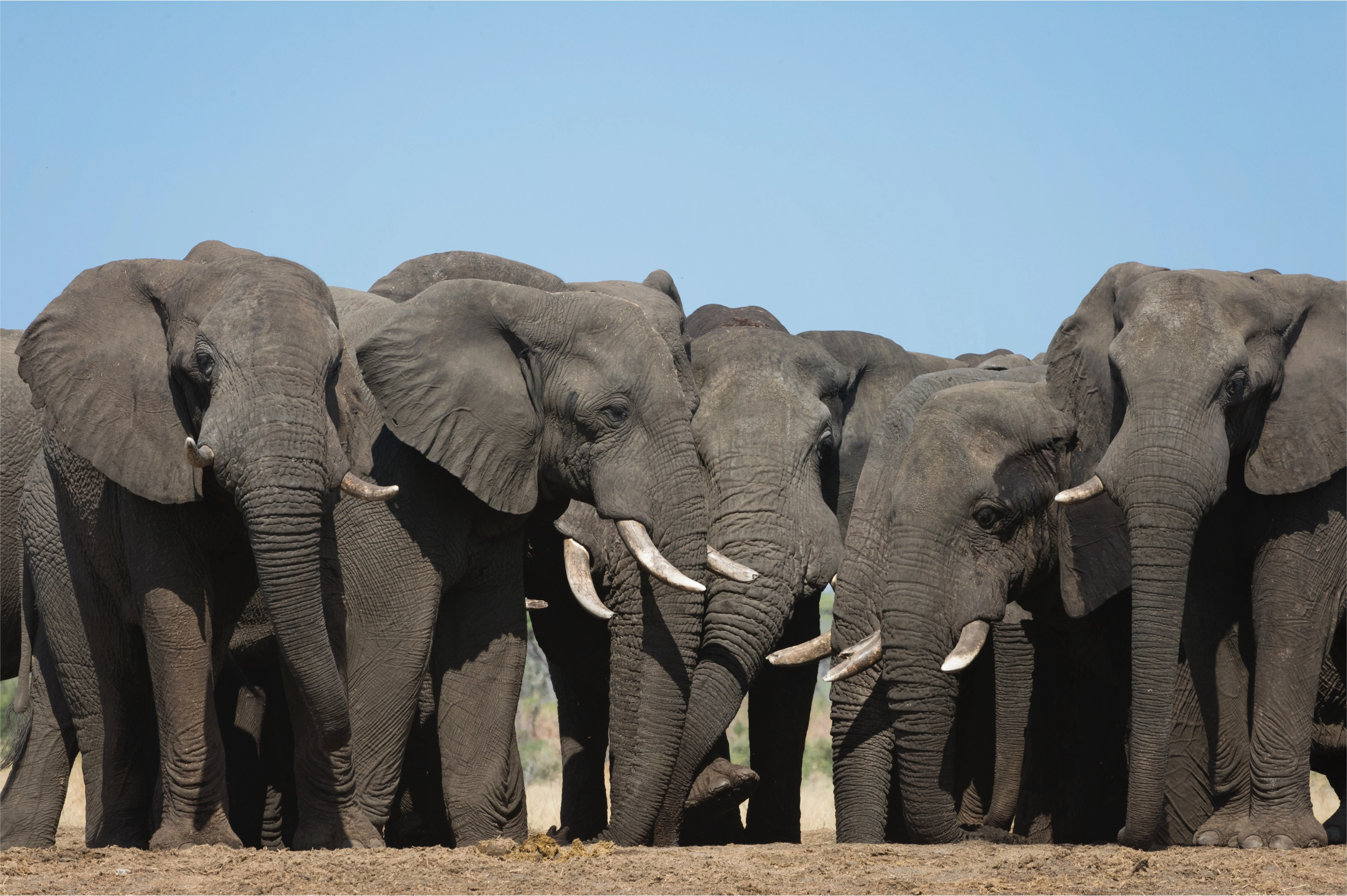 Xaudum Elephants