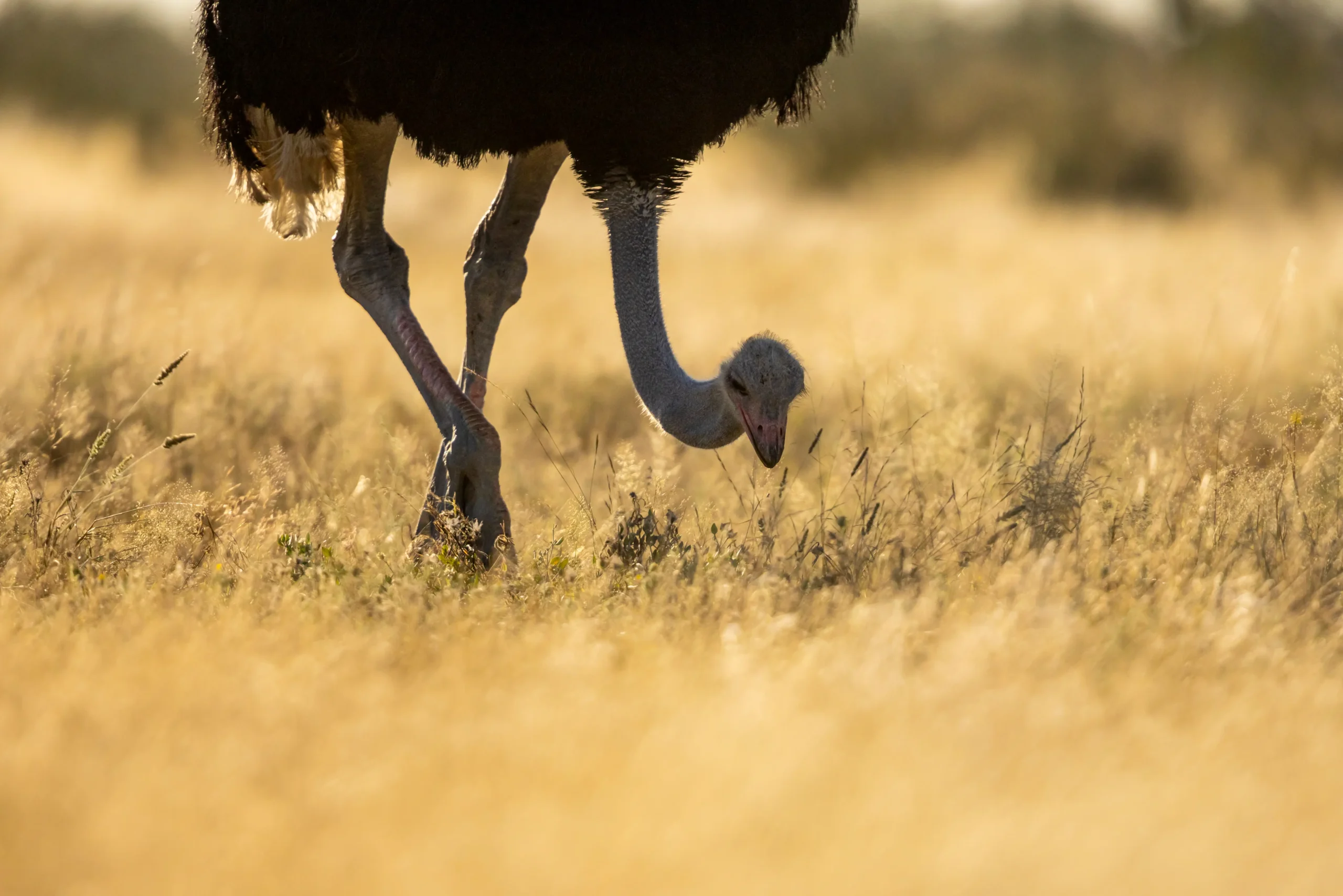 iStock 2283337124